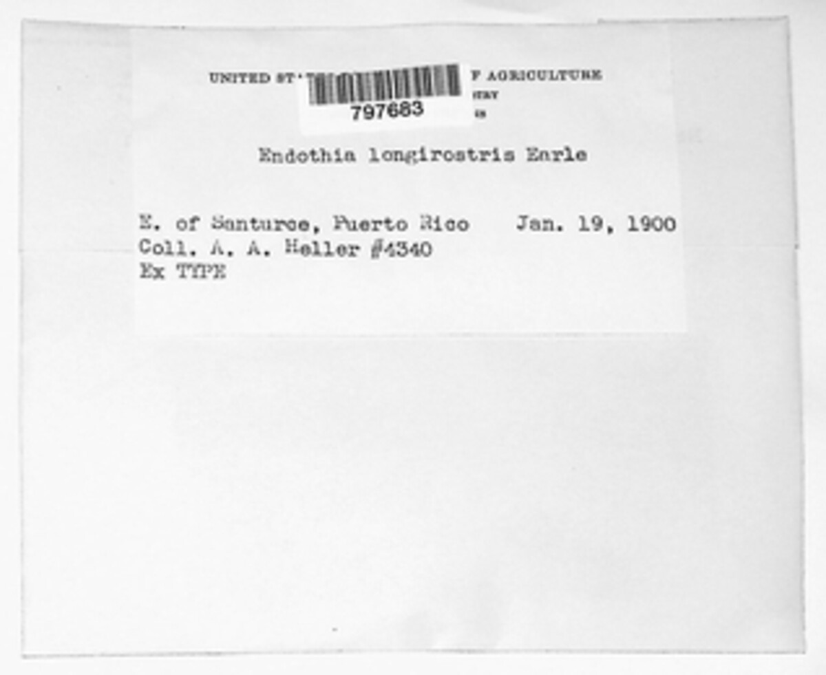Rostraureum longirostre image
